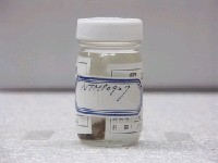 藏品(明潭吻鰕虎)的圖片